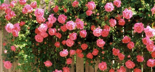 زیباترین عکس گلهای بهاری