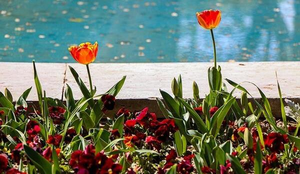 زیباترین عکس گلهای بهاری