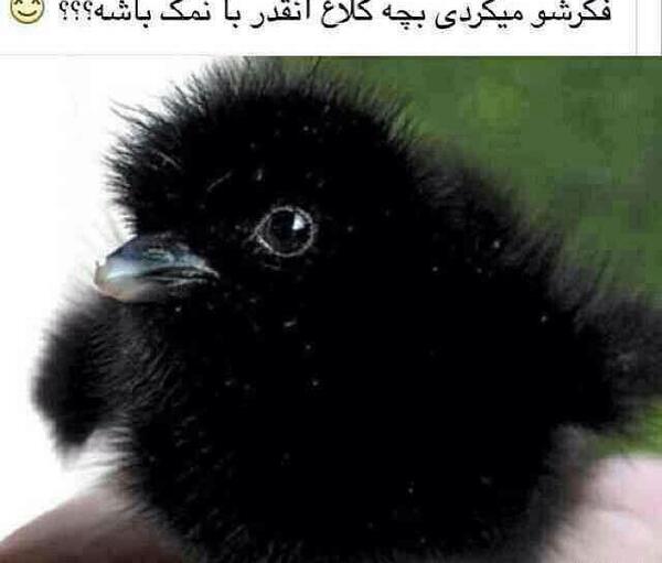 عکس کلاغ بچه گانه