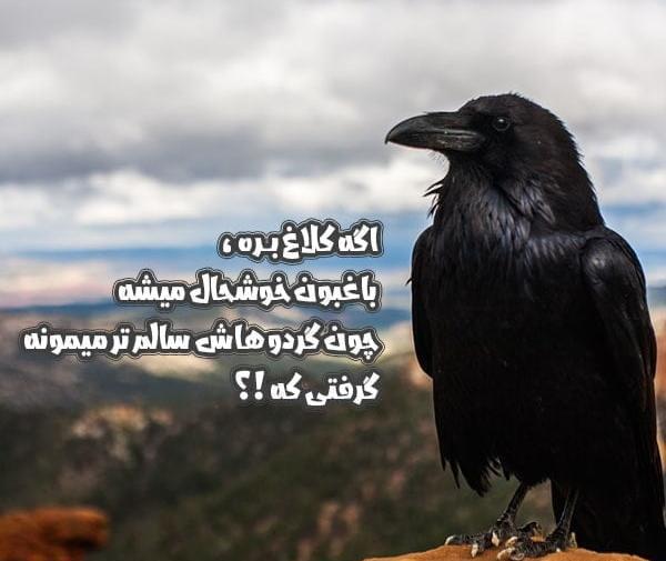 عکس کلاغ بچه گانه
