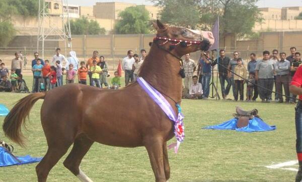 عکس اسب اصیل عرب ایرانی