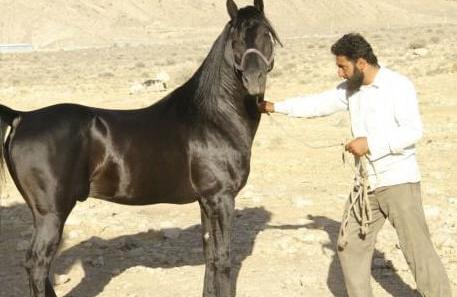 عکس اسب اصیل عرب ایرانی
