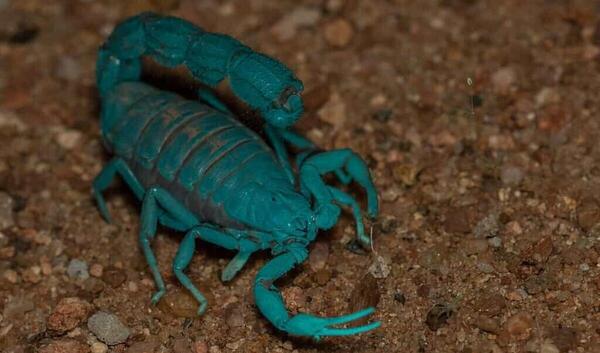 عکس بچه عقرب کوچولو