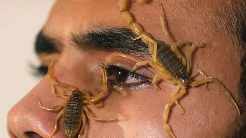 عکس بچه عقرب کوچولو