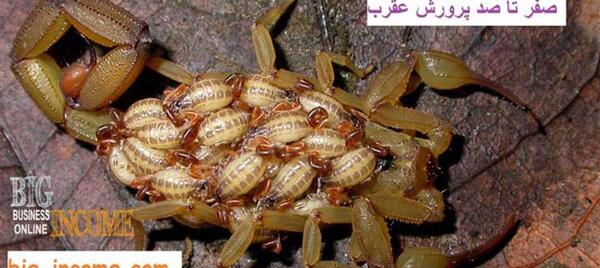 عکس بچه عقرب کوچولو