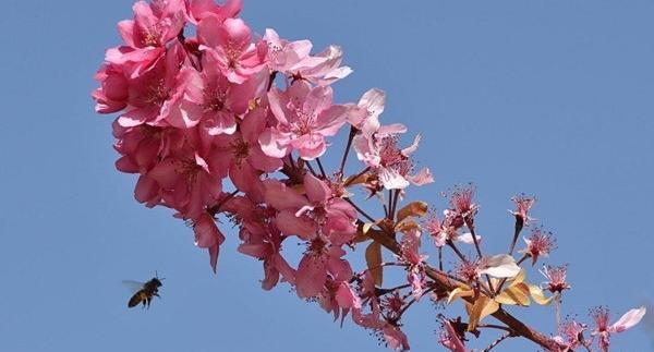 عکسهای طبیعت بهاری شیراز