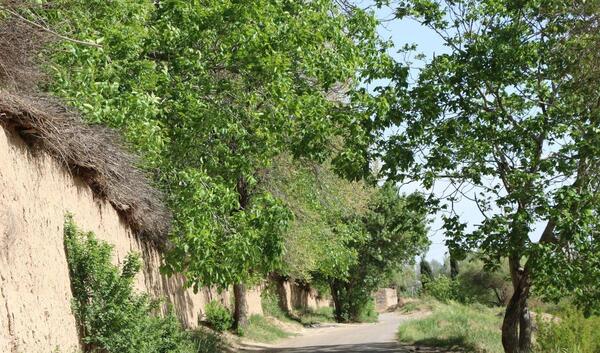 عکسهای طبیعت بهاری شیراز
