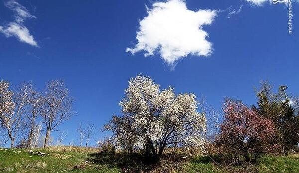 عکسهای طبیعت بهاری شیراز
