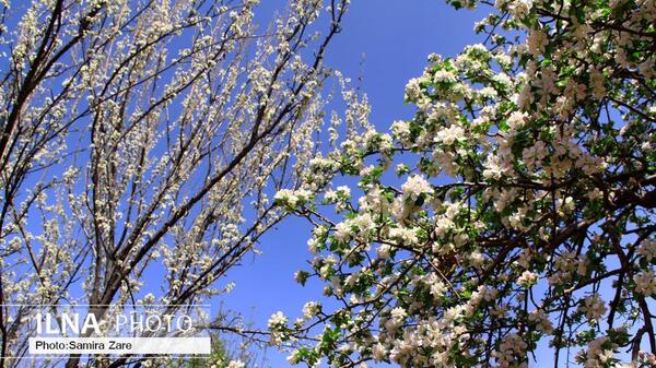 عکسهای طبیعت بهاری شیراز