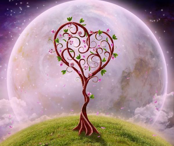گل عاشقانه عکس طبیعت زیبا