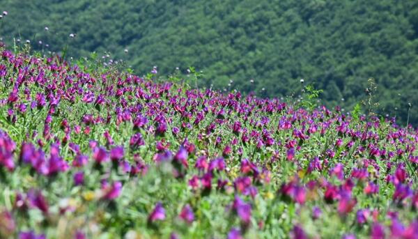 عکس گل گاوزبان زنجان