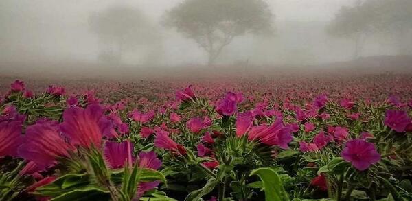 عکس گل گاوزبان زنجان