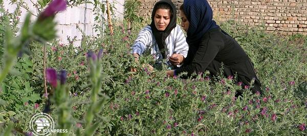 عکس گل گاوزبان زنجان