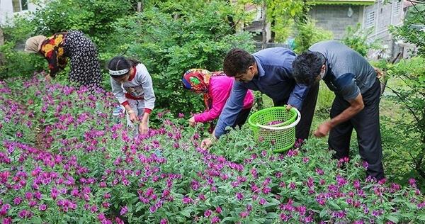 عکس گل گاوزبان زنجان