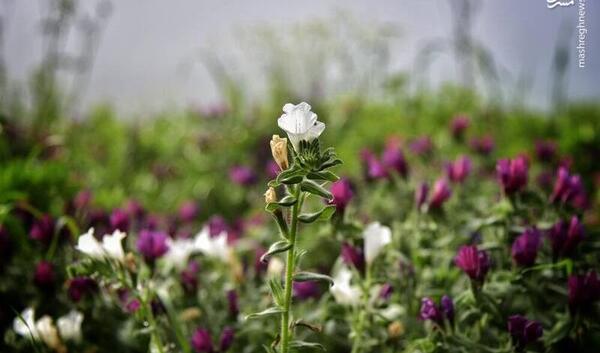 عکس گل گاوزبان زنجان