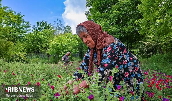 عکس گل گاوزبان زنجان