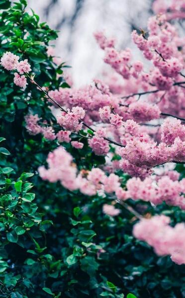 دانلود عکس تصویر زمینه بهاری