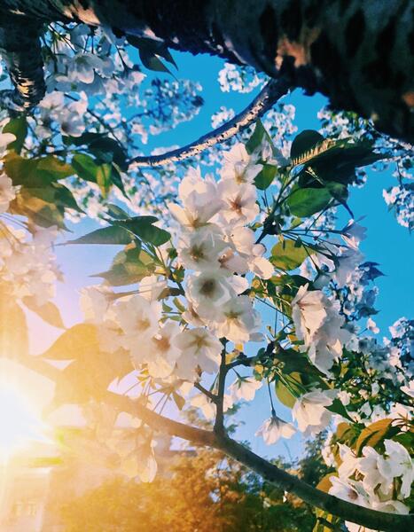 دانلود عکس تصویر زمینه بهاری
