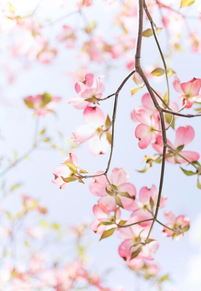 دانلود عکس تصویر زمینه بهاری