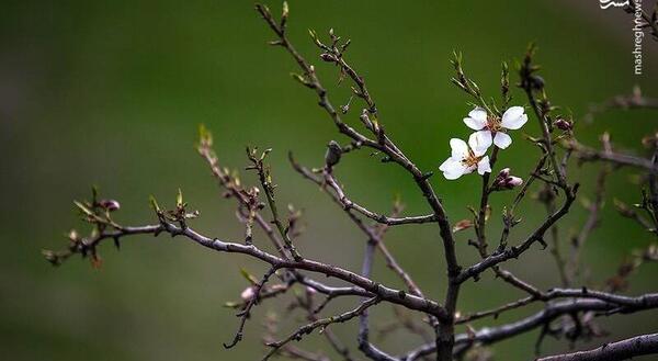 عکس رویایی بهار