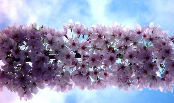 عکس رویایی بهار