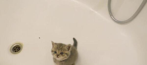عکس بچه گربه ناز و خوشگل