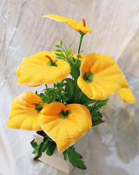 عکس از گل آنتوریوم