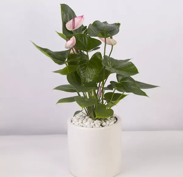 عکس از گل آنتوریوم