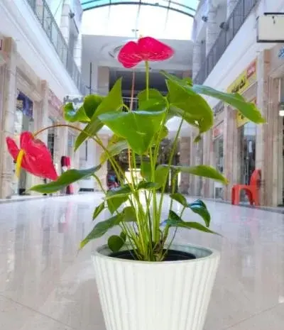 عکس از گل آنتوریوم