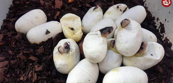 عکس بچه مار کبرا