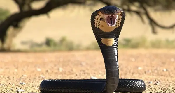 عکس بچه مار کبرا