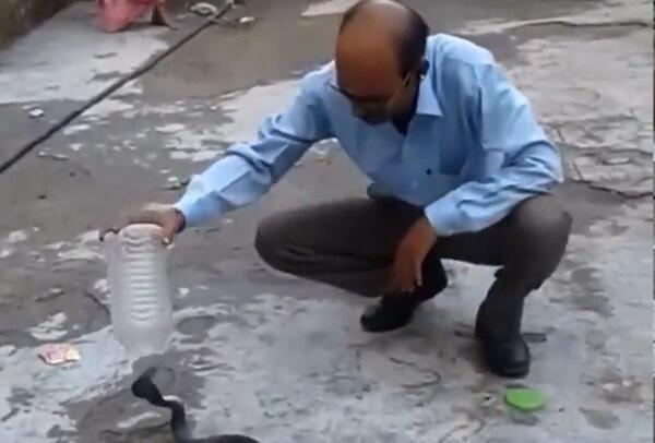 عکس بچه مار کبرا