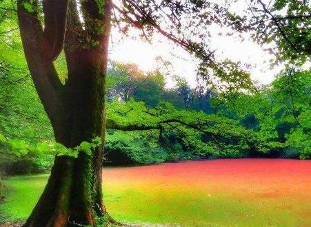 عکس سرسبزی بهار