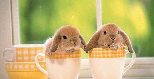 عکس پروفایل خرگوشی فانتزی