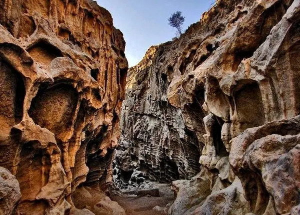 عکس جنگل ترسناک ایران