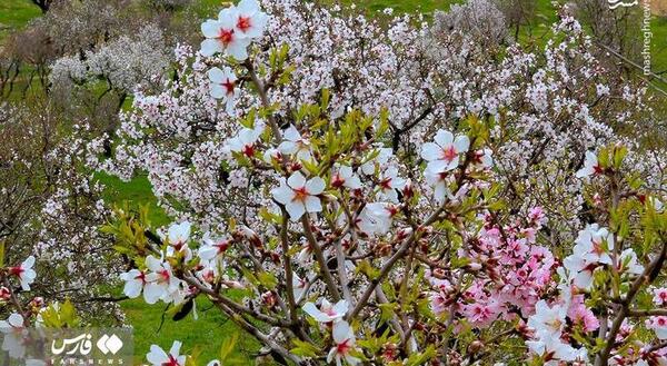 عکس از فصل بهار طبیعی