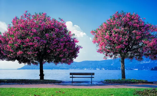 عکس از فصل بهار طبیعی