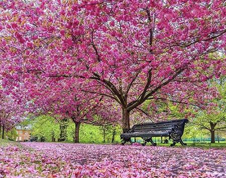 عکس از فصل بهار طبیعی