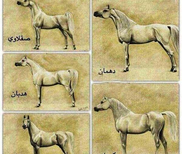 عکس اسب واقعی سیاه