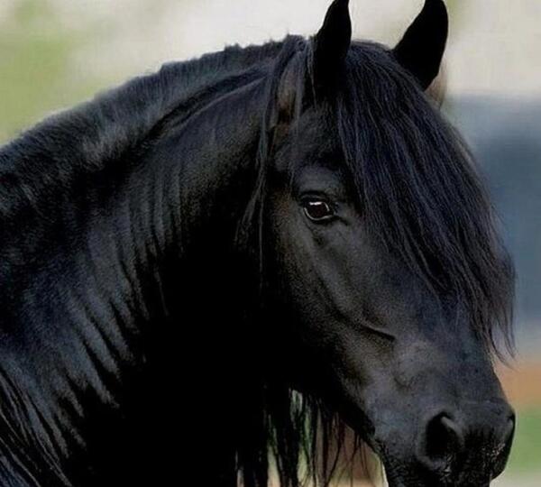 عکس اسب واقعی سیاه
