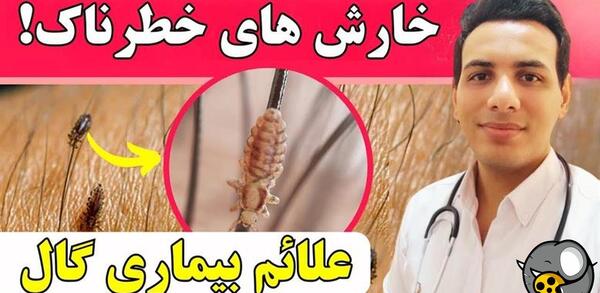 عکس حشره تصاویر بیماری گال