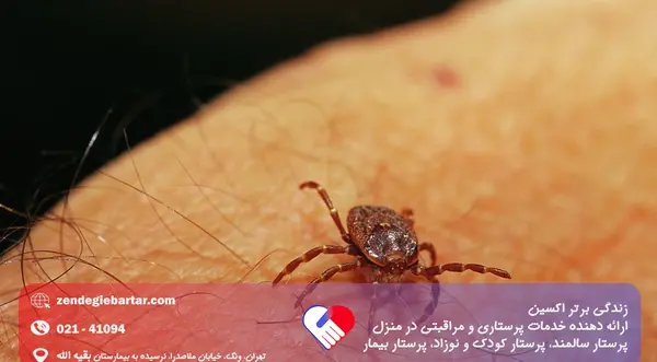 عکس حشره تصاویر بیماری گال