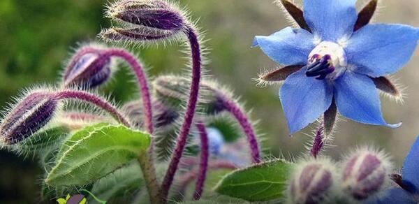 عکس تمام گیاهان دارویی ایران