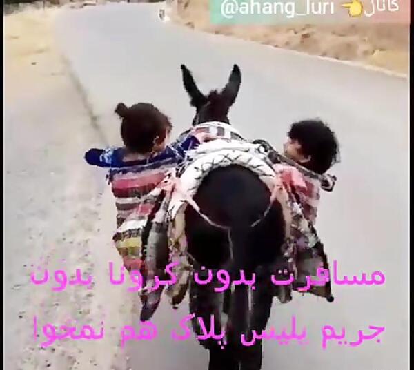 عکس بچه اسب و خر
