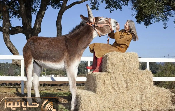 عکس بچه اسب و خر