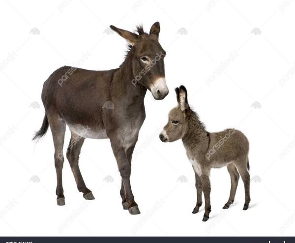 عکس بچه اسب و خر