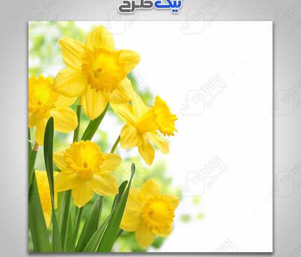 عکس گل زرد بهاری