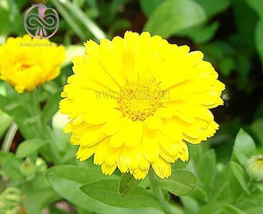 عکس گل زرد بهاری