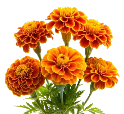 عکس گل زرد بهاری