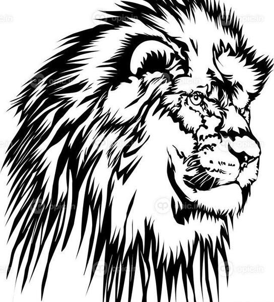عکس تاتو شیر ساده